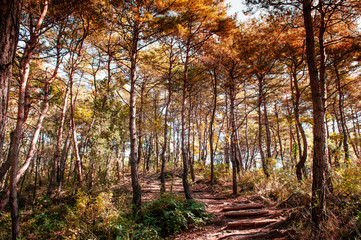 Natural autumn pine forest near Sogang river, Gangwon, South Korea