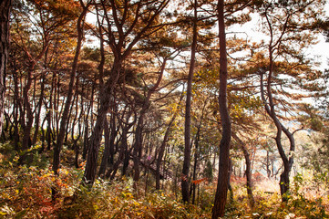 Natural autumn pine forest near Sogang river, Gangwon, South Korea