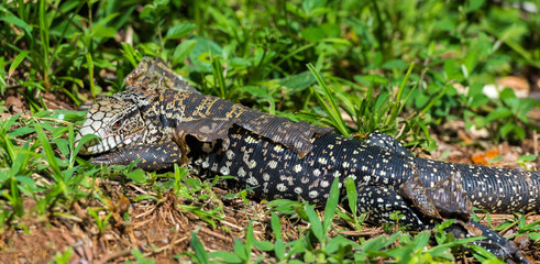 Lizard in the sun molting, Garganta del Diablo, Brazil, Argentina.