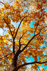 Yellow maple autumn leaves against sky. Gangwon, South Korea