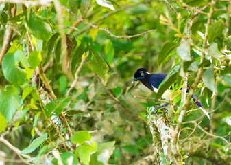 Beautiful bird on the tree, Garganta del Diablo, Brazil, Argentina. With selective focus.