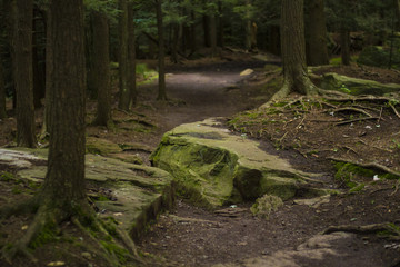 A Walking Path Through An Ancient Old Growth Forest In Pennsylvania