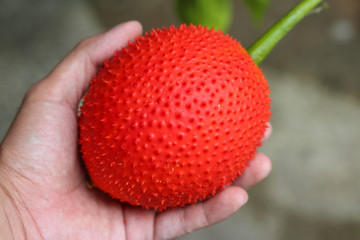 Baby Jackfruit and juice