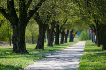 Alley of green trees in city