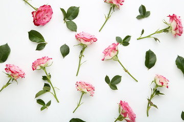 Fototapeta premium Pink rose flowers with green leafs on white background