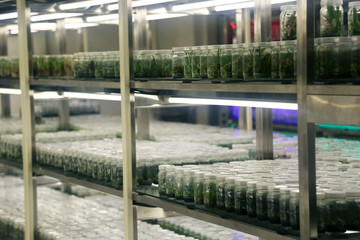 Plant tissue culture collection shelves in tissue culture room science laboratory. Techniques used to maintain or grow plant cells.