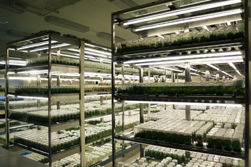Plant tissue culture collection shelves in tissue culture room science laboratory. Techniques used to maintain or grow plant cells.