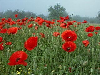 Poppies