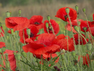 Poppies