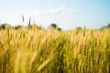 barley field inwinter