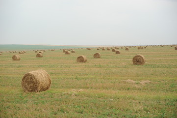Fototapeta premium field