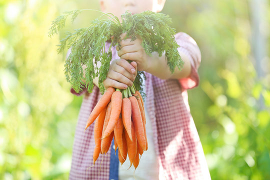 Young boy holding fresh carrots in the garden