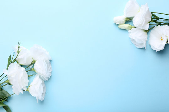 Fototapeta Bouquet of white eustoma flowers on blue background