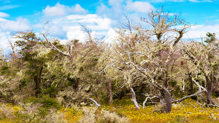 Landscape, dry trees covered with moss, Patagonia, Chile.