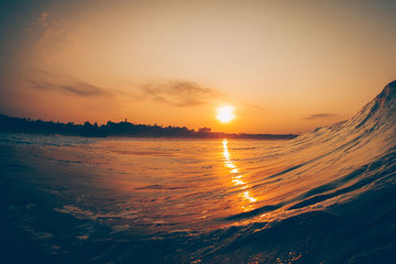 Obraz premium ocean dwellers