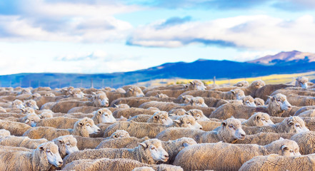 Flock of sheep at Patagonia, Chile. With selective focus.