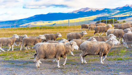 Flock of sheep at Patagonia, Chile. Copy space for text.