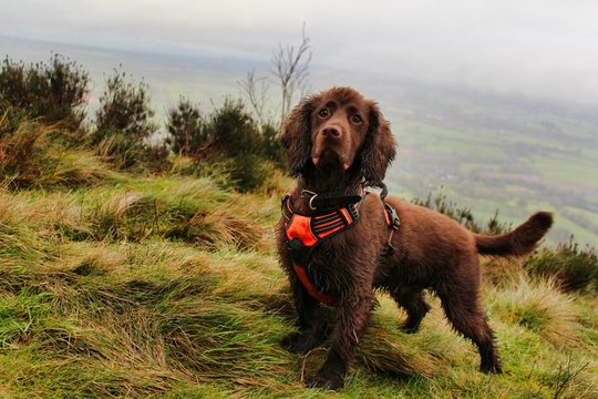 best harness for working cocker spaniel