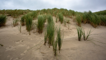 Grasses and Dunes