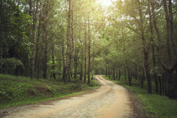 country road and journey way of traveller to the nature in the mountain and the forest.