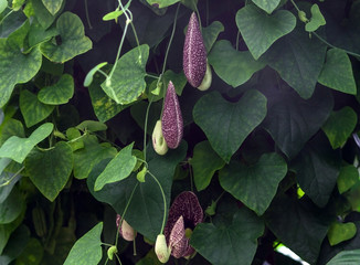 aristolochia macrophylla, shrubby liana in a garden, one large flower and several small, green leaves