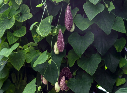 aristolochia macrophylla, shrubby liana in a garden, one large flower and several small, green leaves