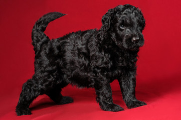black terier puppy pet