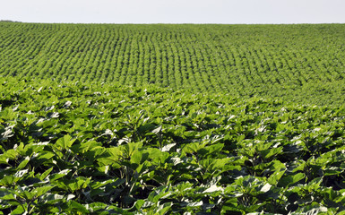 Green rows of sunflower in the field