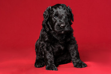 black terier puppy pet
