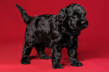 black terier puppy pet