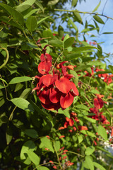 Erythrina crista-galli