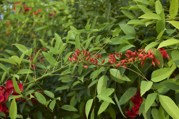 Erythrina crista-galli