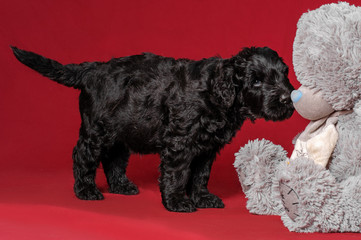 black terier puppy pet