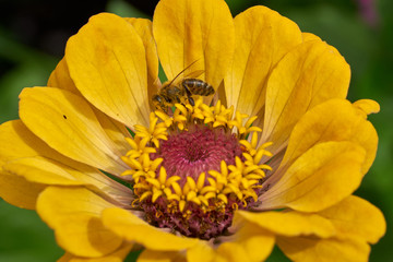 Nahaufnahme einer dekorativen Blüte
