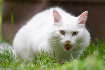 White cat caught a bird