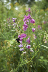 Lathyrus sylvestris
