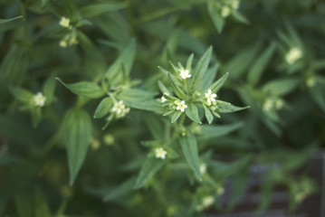 Lithospermum officinale