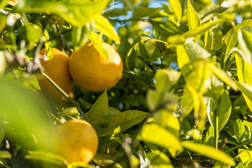 Fresh juicy lemon