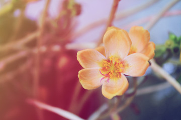 Spring yellow flower nature blooming  relax nature background
