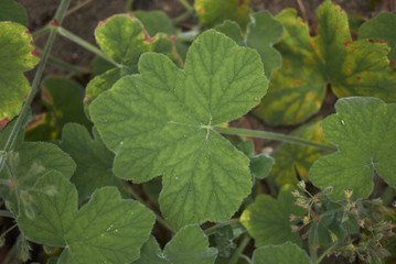 Pelargonium tomentosum