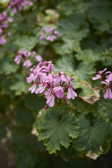 Pelargonium zonale