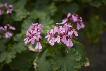 Pelargonium zonale