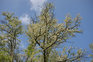 Robinia pseudoacacia