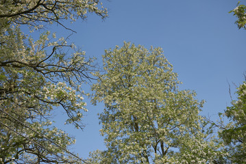 Robinia pseudoacacia