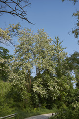 Robinia pseudoacacia