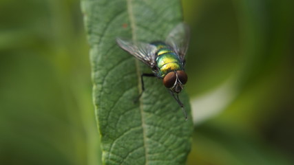 Green fly