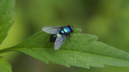 Blue fly