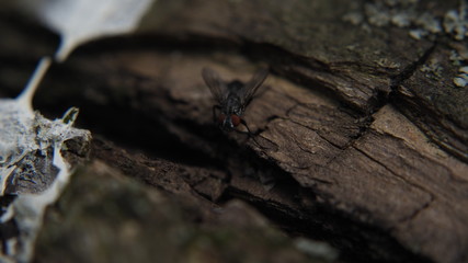 Black fly on a tree