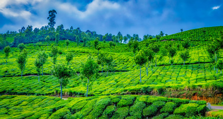 Naklejka premium Landscape of tea plantations on the slope of a hill in Munnar, Kerala, India. Cloudy sky in the background.