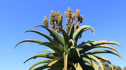 Wild Aloe Vera Young Pod And Green Leaves In South africa